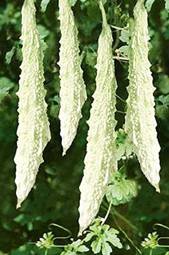 White bitter gourd seeds - white,