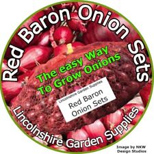 Onion Sets Autumn Planting RED BARON. size 14/21mm Free Post