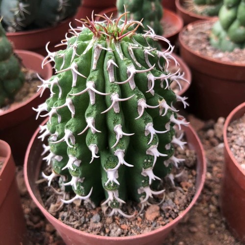 4cm succulent cactus plant - cactus,