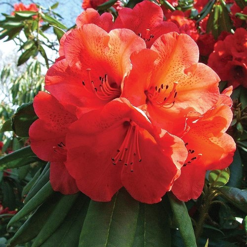 Rhododendron tortoiseshell - rhododendron,