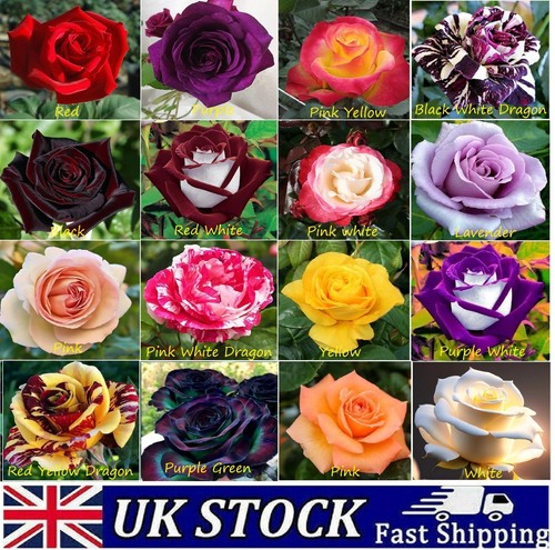Rose seeds multi colored rare - multi,