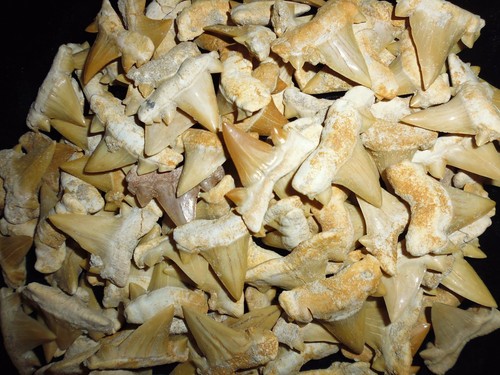 Fossil cretolamna maroccana - 10,