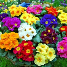 Primrose Polyanthus Supernova Mixed x 12 Mini Bedding Plug Plants