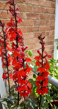 Lobelia Cardinalis, Cardinal Flower plant in 13cm pot approx. Red / Burgundy...