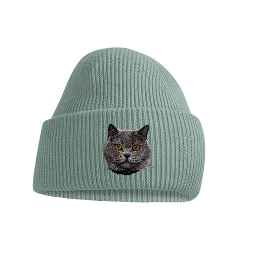 British shorthair cat - british,