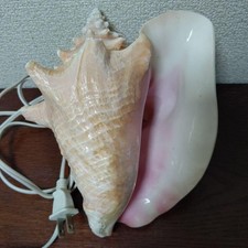 Conch shell lamp sale - conch,