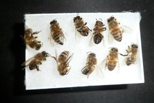 30 Fresh USA Bees FRESH 30
