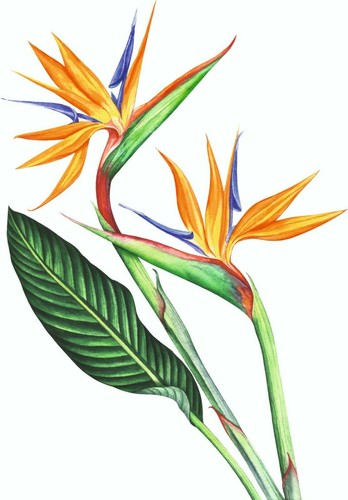 Bird paradise flowers - bird,