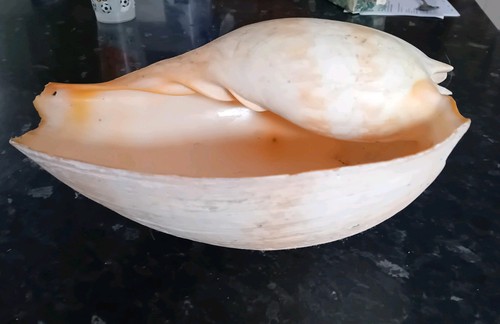 Large melon baler seashell - large,
