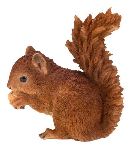 Baby red squirrel - baby,