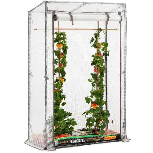 Tomato growhouse single - growhouse, grow