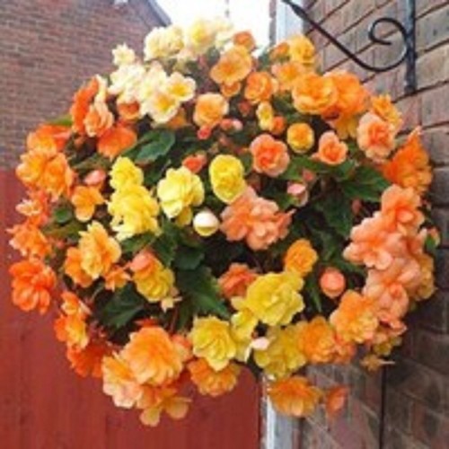 Trailing begonia ilumination - 6,