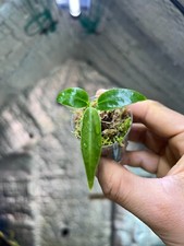 Anthurium Warocqueanum Queen Narrow Form Rare House Plant (Postage Discount)