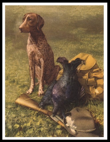 German shorthaired pointer dog - shorthaired,