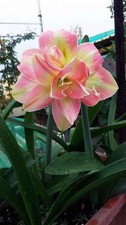 Imported Amaryllis Lily Pink &