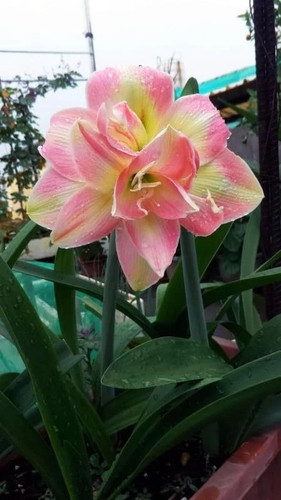 Imported amaryllis lily pink - lily, &