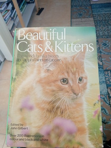 Beautiful cats kittens - cats, kittens: