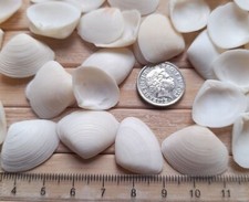 40 white SEASHELLS small clam Sea Shells Arts Crafts Beach shell craft 10-25 mm