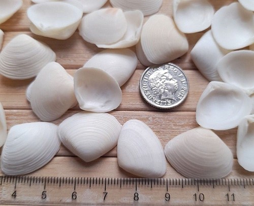 White seashells small - white,