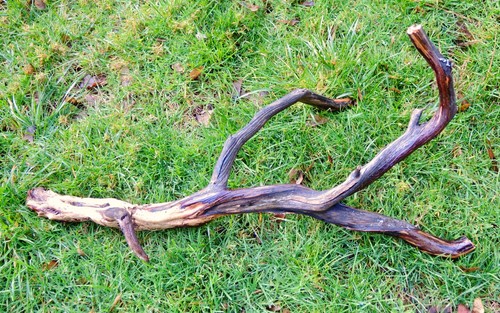 Natural manzanita branch - manzanita,