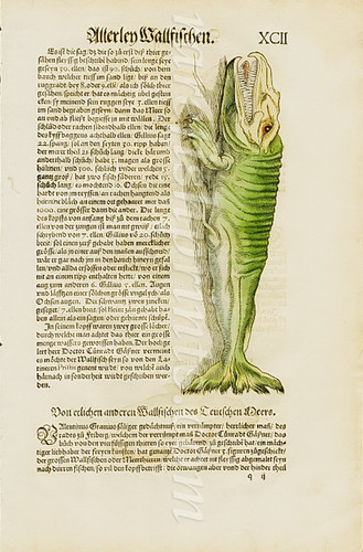 Sea monster dolphin rare - monster,