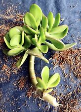 Jade Money Plant Friendship tree Crassula Indoor Cutting Branch