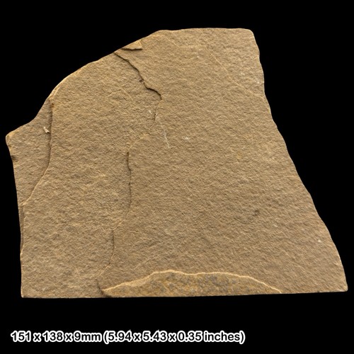 Palaeospondylus gunni fossil - gunni,