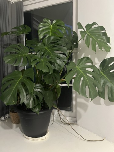 Monstera deliciosa swiss - monstera,