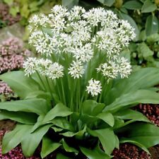 Ramsons Wild garlic Allium ursinum 80 seeds Perennial+FREE REUSABL PLANT LABEL