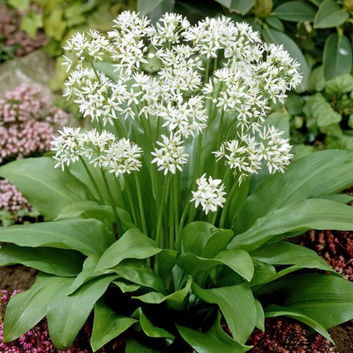 Ramsons wild garlic - ramsons,