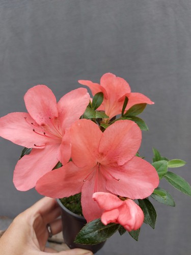 Beautiful flowering satsuki - ,