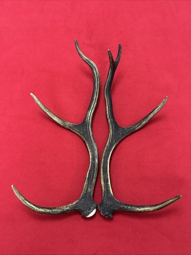 Pair red deer antlers 709g - red,