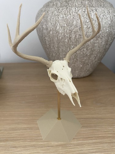 Miniature white tailed deer - miniature, white-tailed