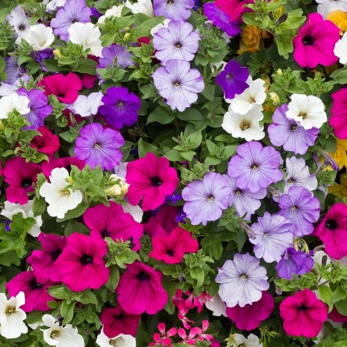 100 petunia hybrida pendula - petunia,