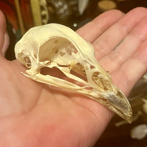 Real birds skull bone - birds,