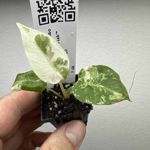 Alocasia regal shield albo - regal,