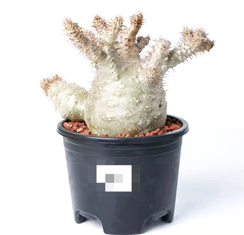 Pot16cm pachypodium ssp - pot16cm,