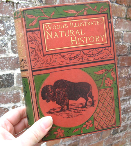 1880 wood illustrated - 1880, wood's