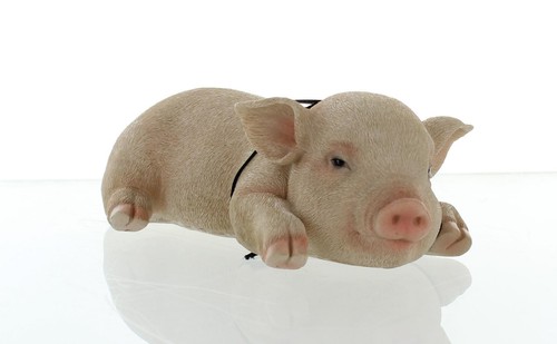 Vivid arts pet pal - vivid,