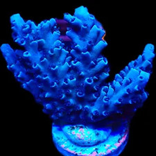 M.O.C. BLUE CURACAO ACROPORA FRAG/SPS/ FRAG/CORAL/MARINE