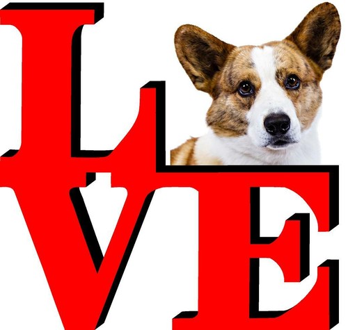 Cardigan welsh corgi dog love - cardigan,