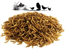 Dried mealworm worms wildlife - worms,