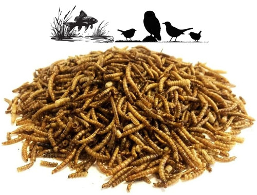 Dried mealworm worms - mealworm, wildlife