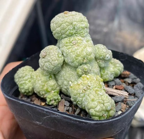 Sale rare cacti pseudolithos - sale,