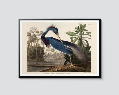 Louisiana heron print john - heron,