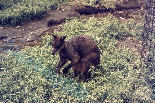 Melbourne zoo wallaby - melbourne,