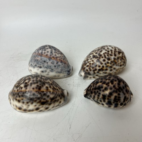 Vintage tiger cowrie cypraea - 4,