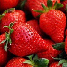 Pack of 20 Giant Strawberry