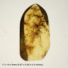 Baltic amber with Unidentified