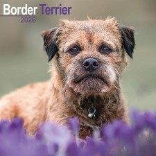 Border Terrier Calendar 2026 - Dogs - Month To View